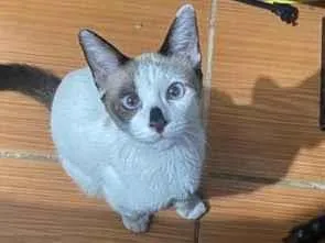 Gato raça SRD-ViraLata idade 2 anos nome Cabrito