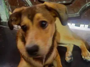 Cachorro raça SRD-ViraLata idade 7 a 11 meses nome Bruce