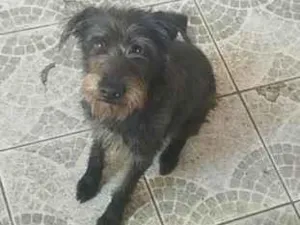 Cachorro raça SRD-ViraLata idade 2 anos nome Athena