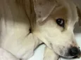 Blanquita