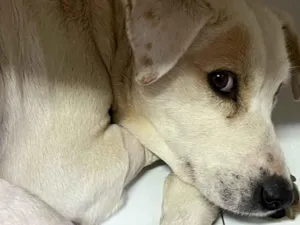 Cachorro raça SRD-ViraLata idade 3 anos nome Blanquita