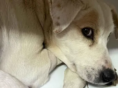 Cachorro raça SRD-ViraLata idade 3 anos nome Blanquita
