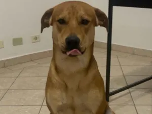 Cachorro raça SRD-ViraLata idade 3 anos nome Fred