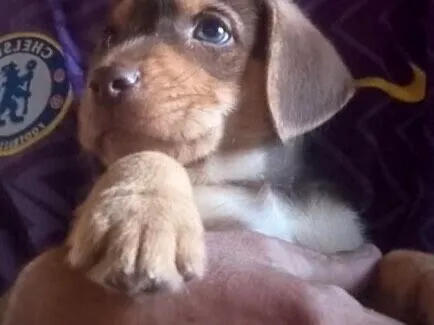 Cachorro raça SRD-ViraLata idade 2 a 6 meses nome Neto sorveteiro 1