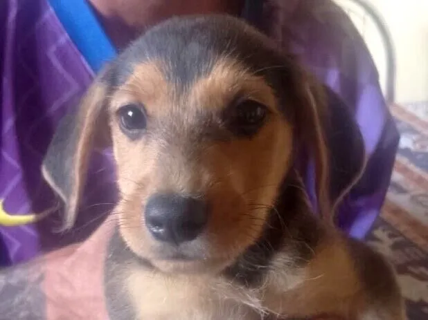 Cachorro raça SRD-ViraLata idade 2 a 6 meses nome Neto sorveteiro 1
