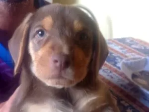 Cachorro raça SRD-ViraLata idade 2 a 6 meses nome Neto sorveteiro 1