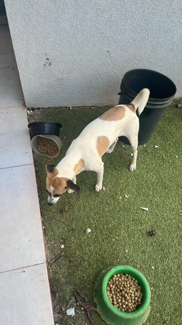 Cachorro raça SRD-ViraLata idade 2 anos nome luna