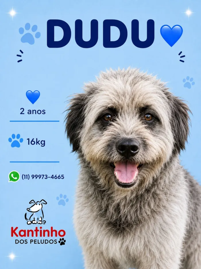 Cachorro raça SRD-ViraLata idade 2 anos nome Dudu