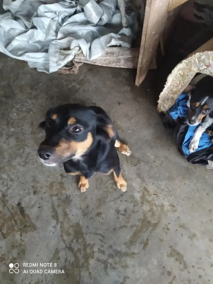 Cachorro raça SRD-ViraLata idade 2 a 6 meses nome não tem 