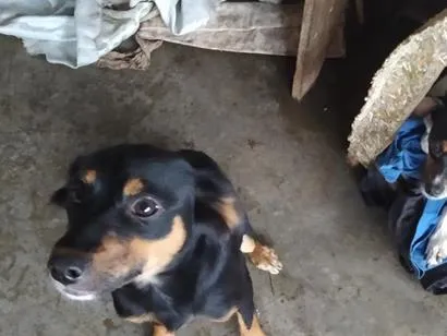 Cachorro raça SRD-ViraLata idade 2 a 6 meses nome não tem 
