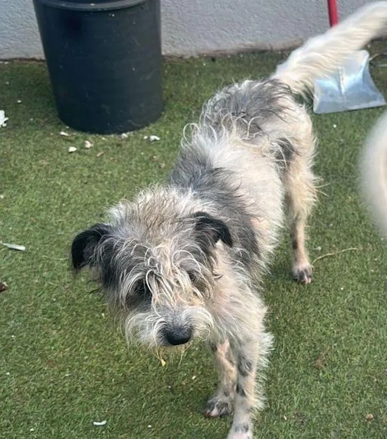 Cachorro raça SRD-ViraLata idade 7 a 11 meses nome Pisquila