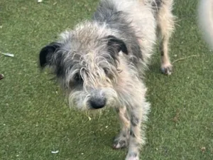 Cachorro raça SRD-ViraLata idade 7 a 11 meses nome Pisquila