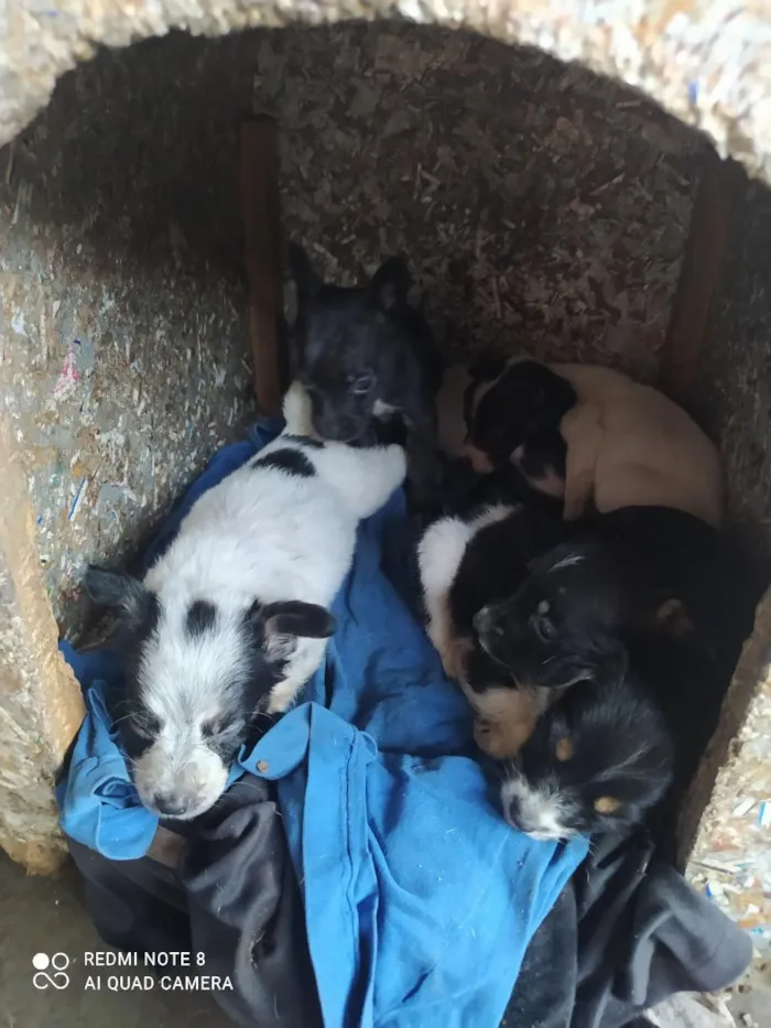 Cachorro raça SRD-ViraLata idade Abaixo de 2 meses nome não tem