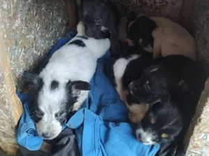 Cachorro raça SRD-ViraLata idade Abaixo de 2 meses nome não tem