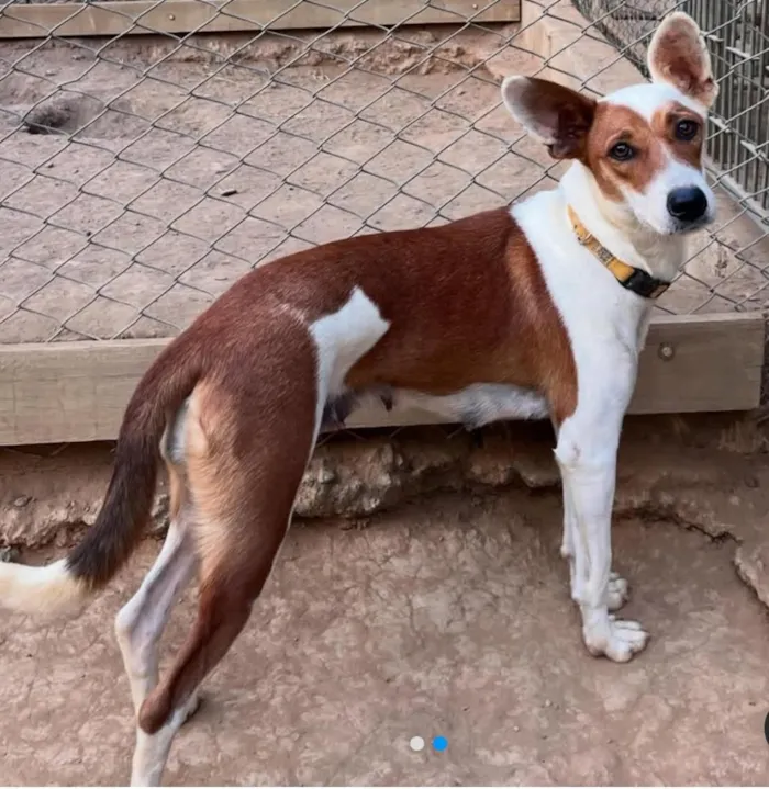 Cachorro raça SRD-ViraLata idade 1 ano nome Mel