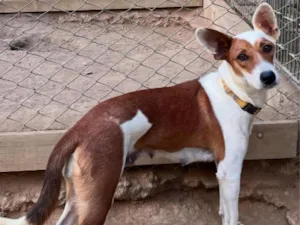 Cachorro raça SRD-ViraLata idade 1 ano nome Mel