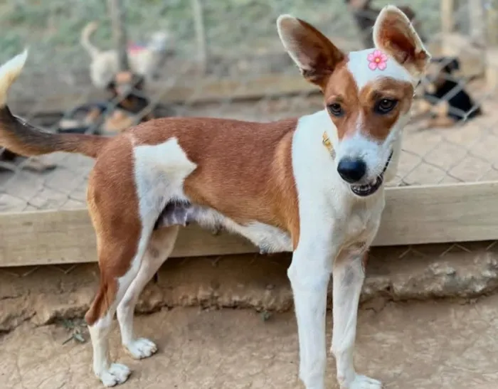 Cachorro raça SRD-ViraLata idade 1 ano nome Mel