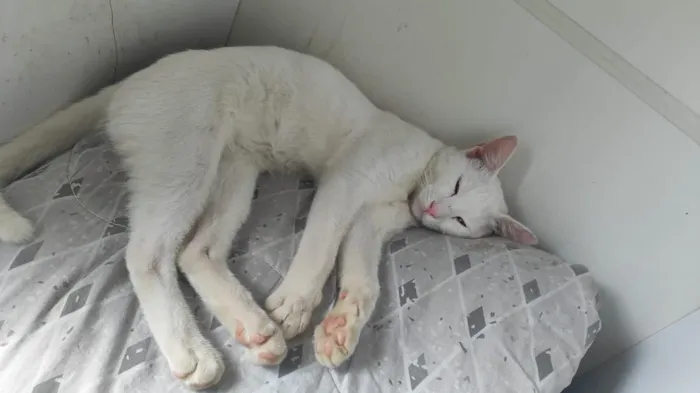 Gato raça SRD-ViraLata idade 1 ano nome branco 