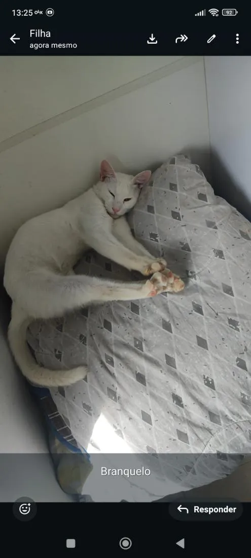 Gato raça SRD-ViraLata idade 1 ano nome branco 