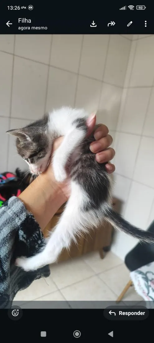 Gato raça SRD-ViraLata idade Abaixo de 2 meses nome rajado