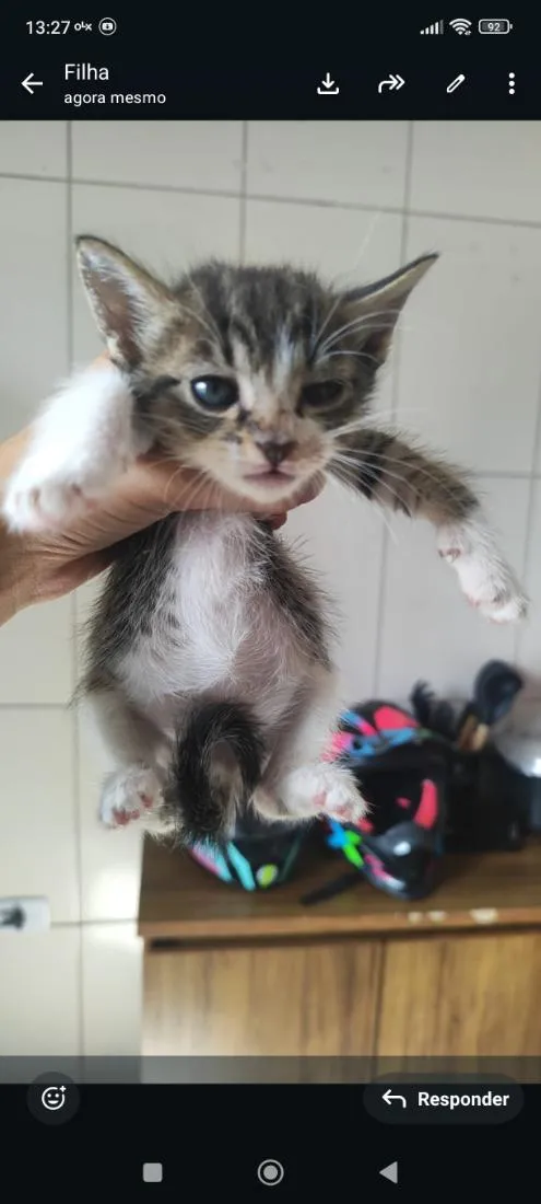 Gato raça SRD-ViraLata idade Abaixo de 2 meses nome rajado 2