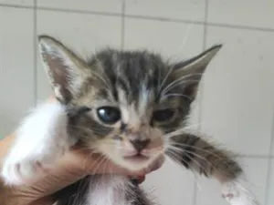 Gato raça SRD-ViraLata idade Abaixo de 2 meses nome rajado 2
