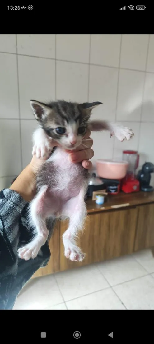 Gato raça SRD-ViraLata idade Abaixo de 2 meses nome rajado 3
