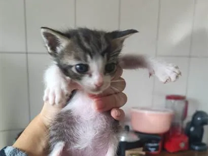 Gato raça SRD-ViraLata idade Abaixo de 2 meses nome rajado 3