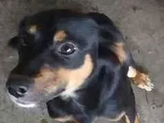 Cachorro raça SRD-ViraLata idade 2 a 6 meses nome não tem 