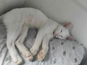 Gato raça SRD-ViraLata idade 1 ano nome branco 