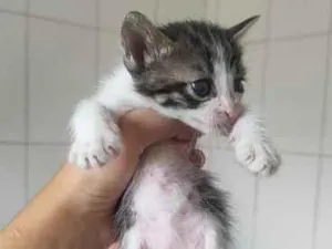 Gato raça SRD-ViraLata idade Abaixo de 2 meses nome rajado