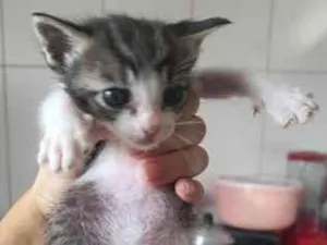 Gato raça SRD-ViraLata idade Abaixo de 2 meses nome rajado 3