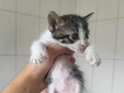 Gato raça SRD-ViraLata idade Abaixo de 2 meses nome rajado 4