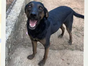 Cachorro raça SRD-ViraLata idade 2 anos nome Lua