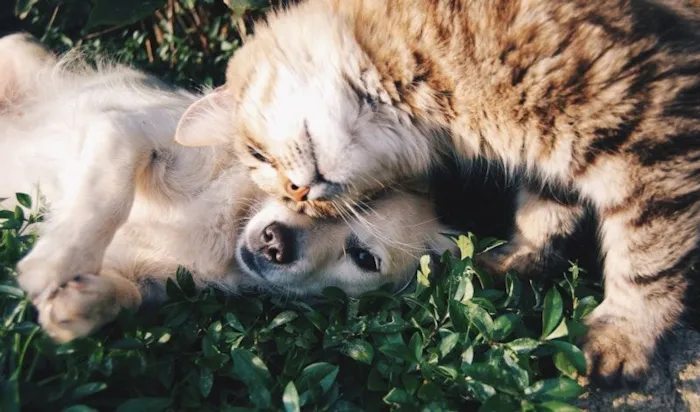 Cachorro raça SRD-ViraLata idade 2 anos nome Pedrinho