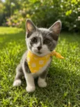 Tom 