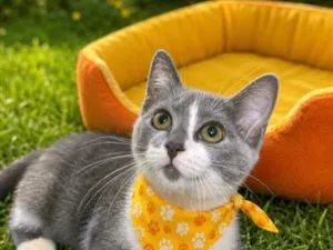 Gato raça SRD-ViraLata idade 2 a 6 meses nome Tom 