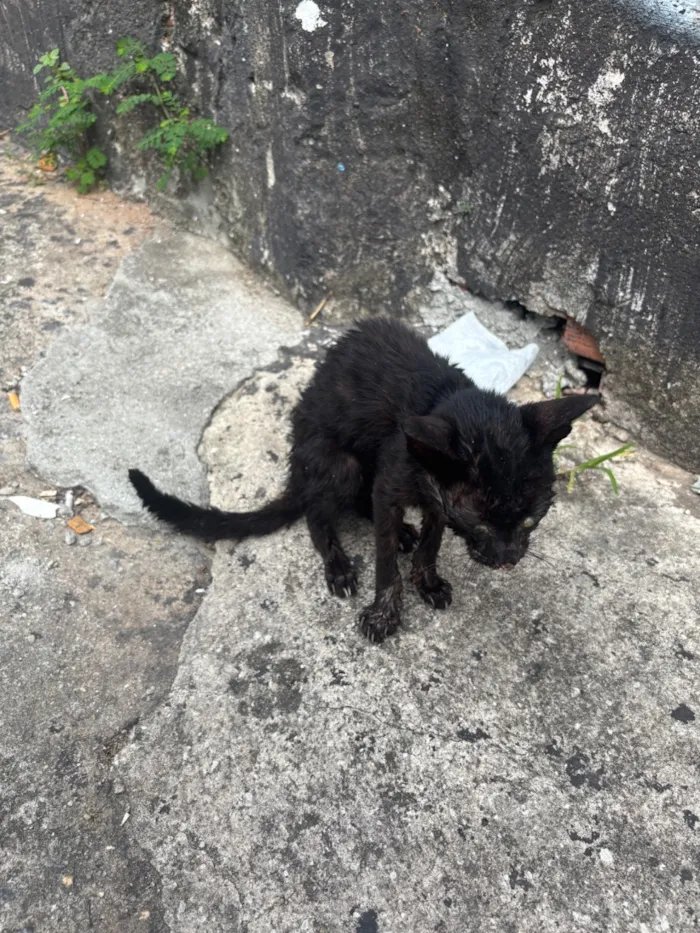 Gato raça SRD-ViraLata idade Abaixo de 2 meses nome Não sei