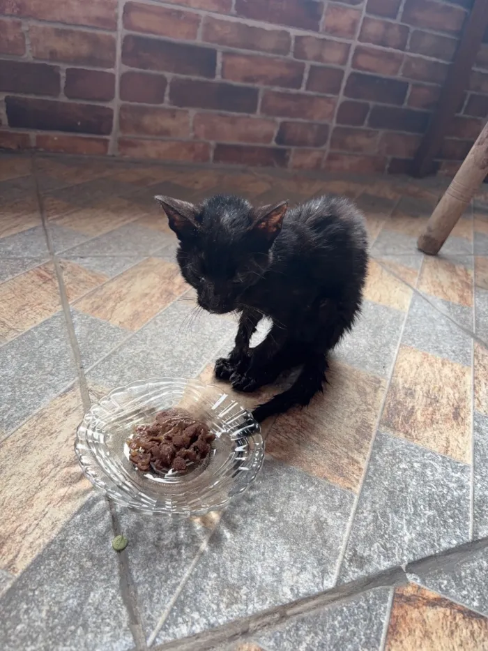 Gato raça SRD-ViraLata idade Abaixo de 2 meses nome Não sei