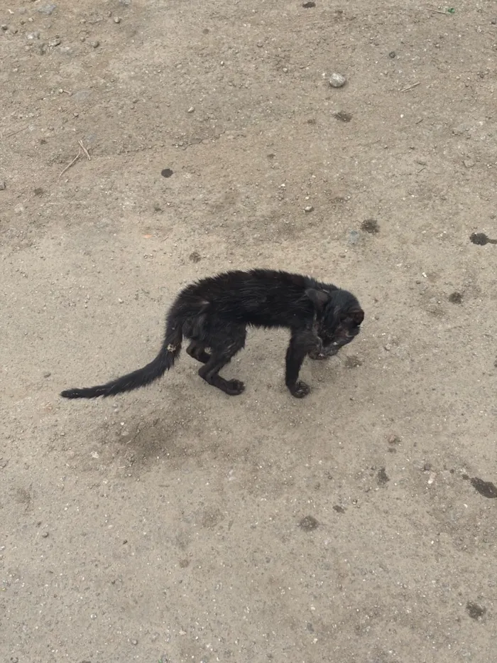 Gato raça SRD-ViraLata idade Abaixo de 2 meses nome Não sei