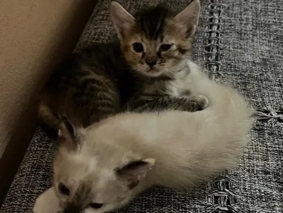 Gato raça SRD-ViraLata idade 2 a 6 meses nome Sem nome