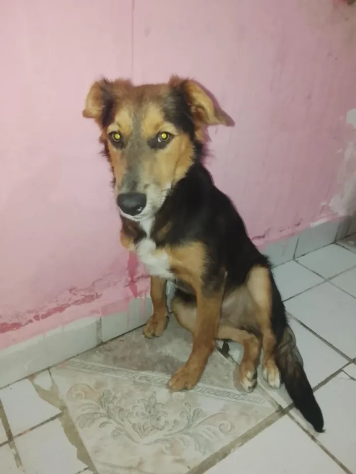 Cachorro raça SRD-ViraLata idade 2 a 6 meses nome bento 