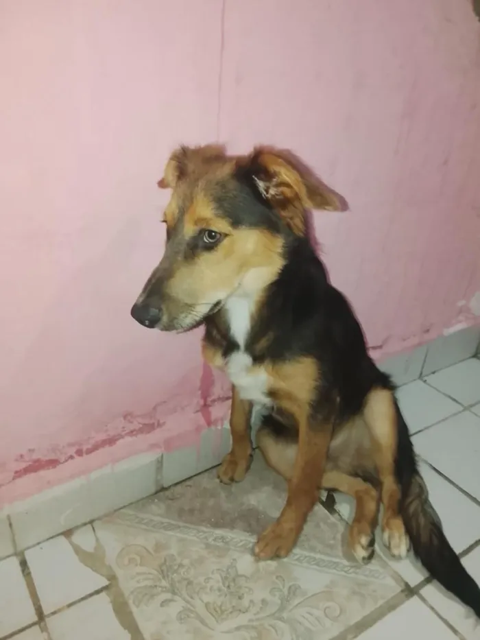 Cachorro raça SRD-ViraLata idade 2 a 6 meses nome bento 