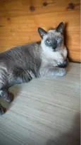 Mimi