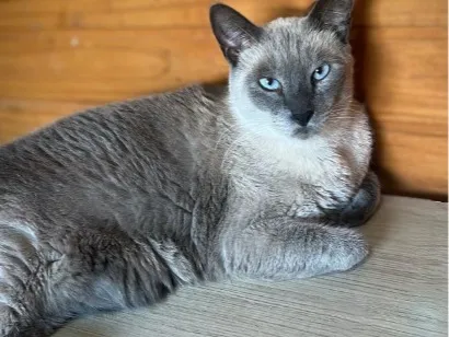 Gato raça Siamês idade 6 ou mais anos nome Mimi