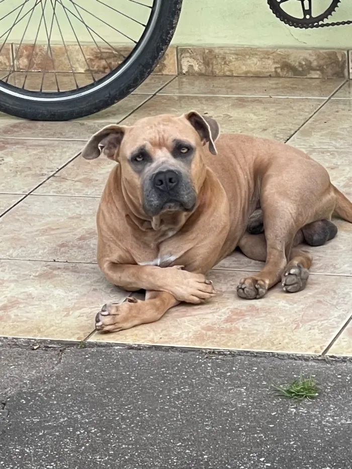 Cachorro raça Pit-Bull idade 5 anos nome Hulk