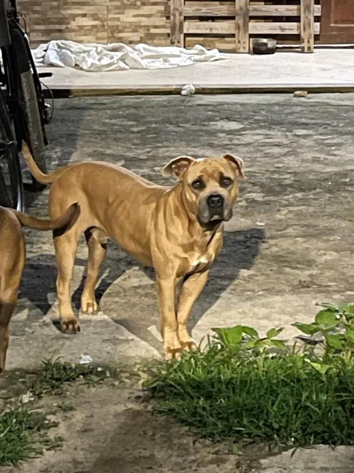 Cachorro raça Pit-Bull idade 5 anos nome Hulk