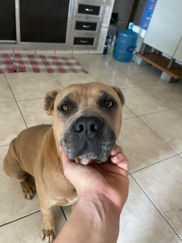 Cachorro raça Pit-Bull idade 5 anos nome Hulk
