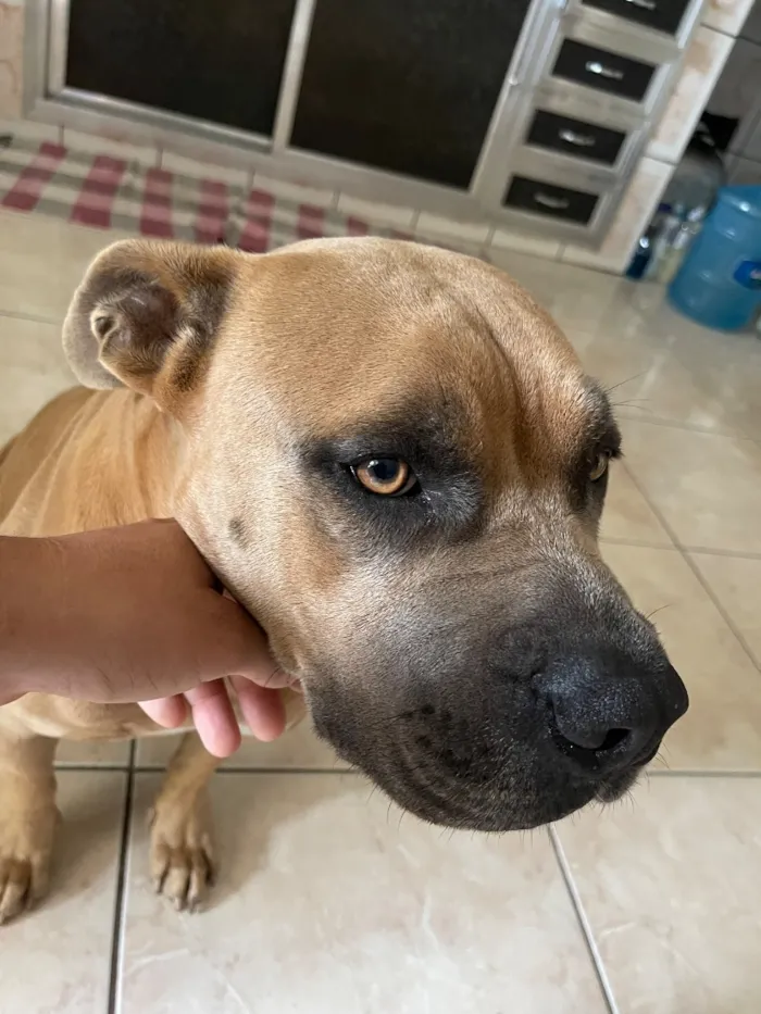 Cachorro raça Pit-Bull idade 5 anos nome Hulk