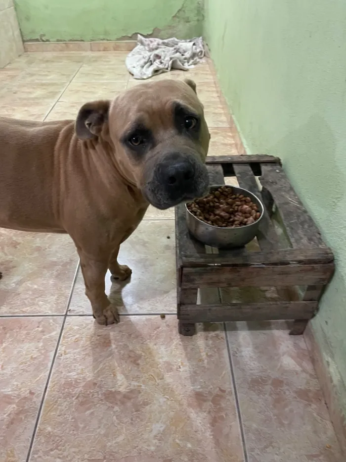 Cachorro raça Pit-Bull idade 5 anos nome Hulk